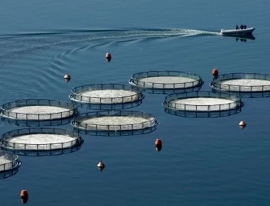 Πτώση των τιμών στα ελληνικά ψάρια το 2017! Αυξήση της παραγωγής